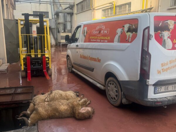 WhatsApp Image 2026-02-02 at 17.05.19