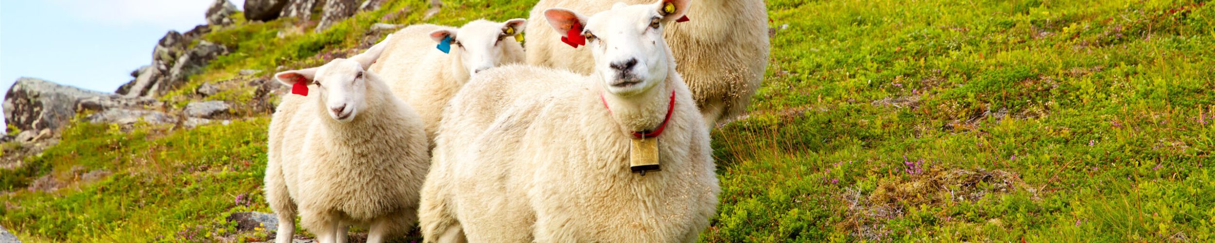 Flock of Lofoten sheep on hills of mountains, Norway